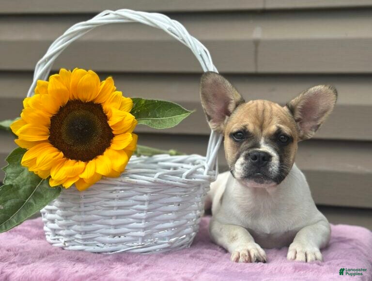 French Bulldog dogs Sweet Pea - Ad 2