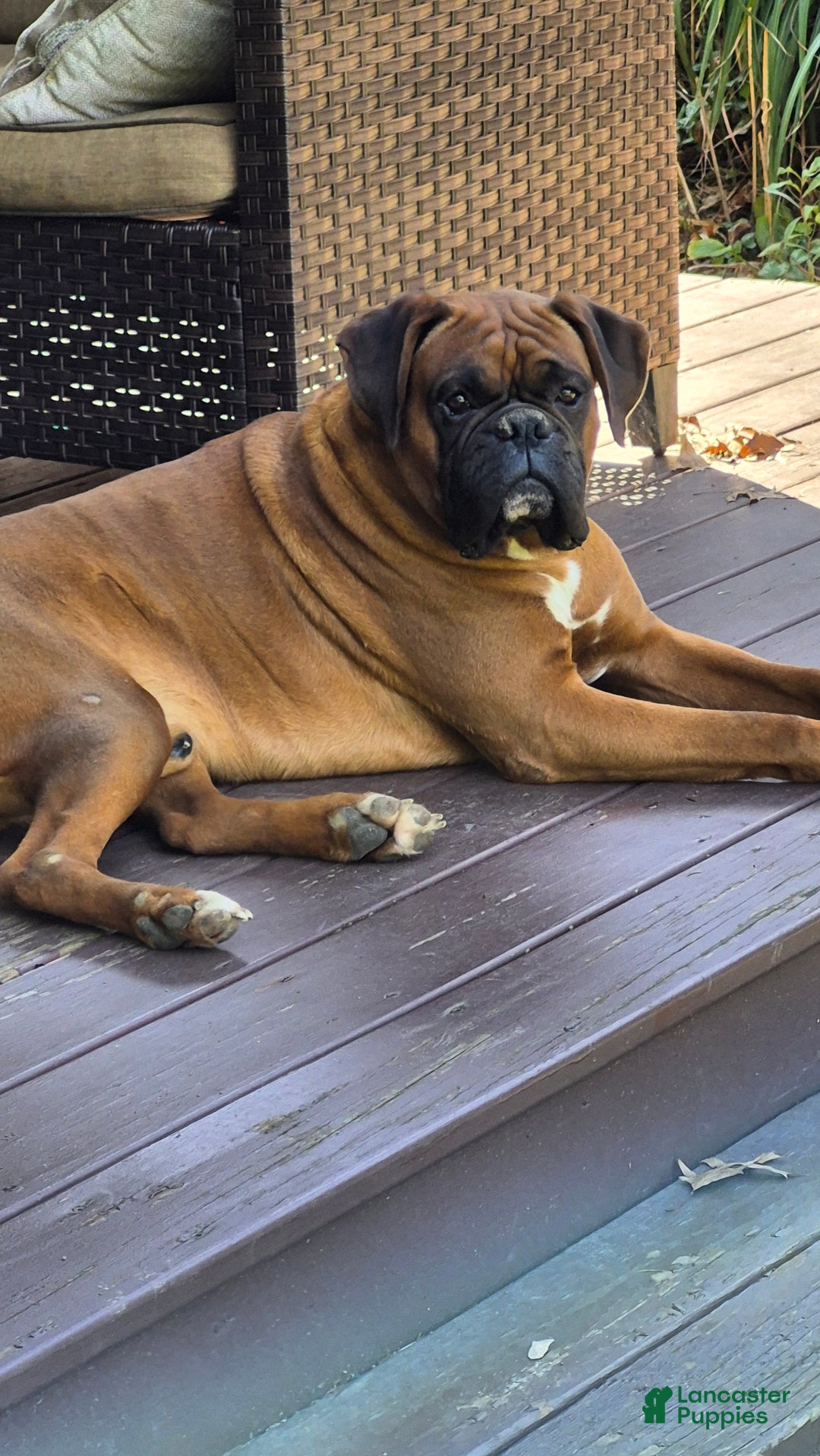 Boxer dogs for sale: Daisy  - Ad 5
