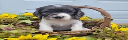 Mixed Breed dogs for sale: Maisie - Ad 5