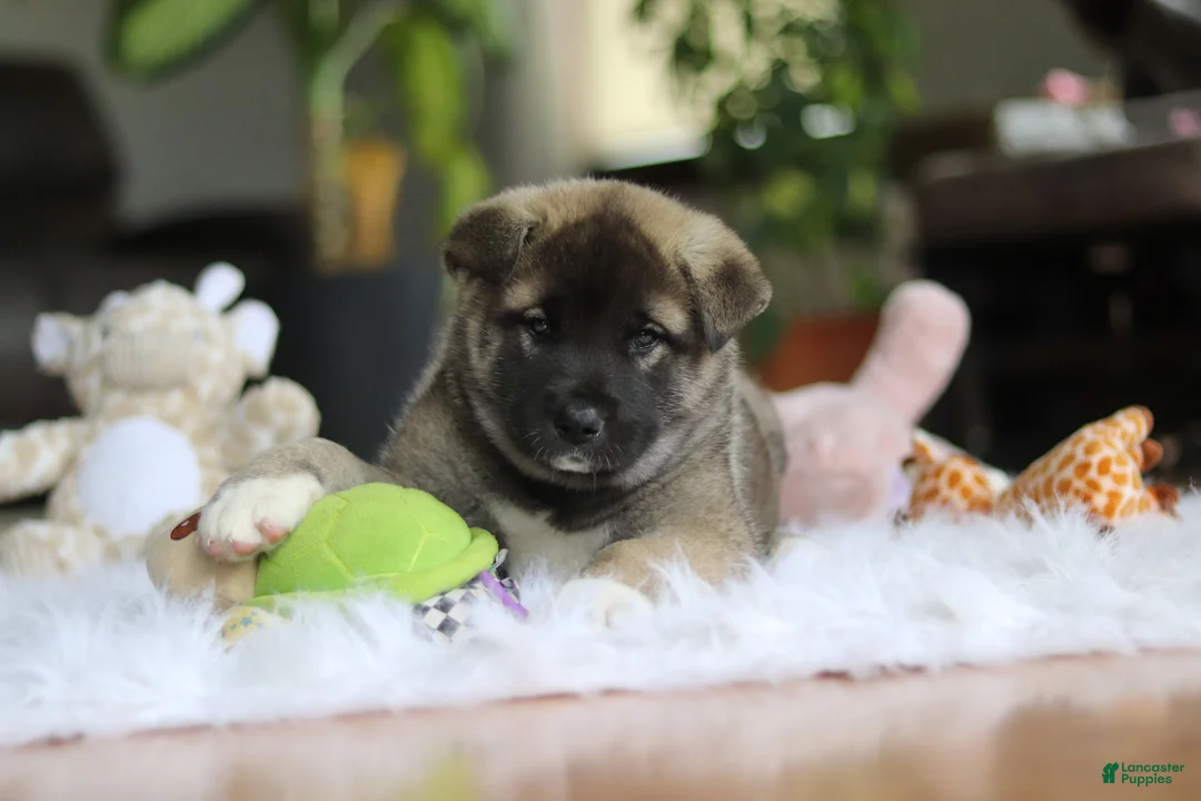 Akita dogs for sale: Ace - Ad 8