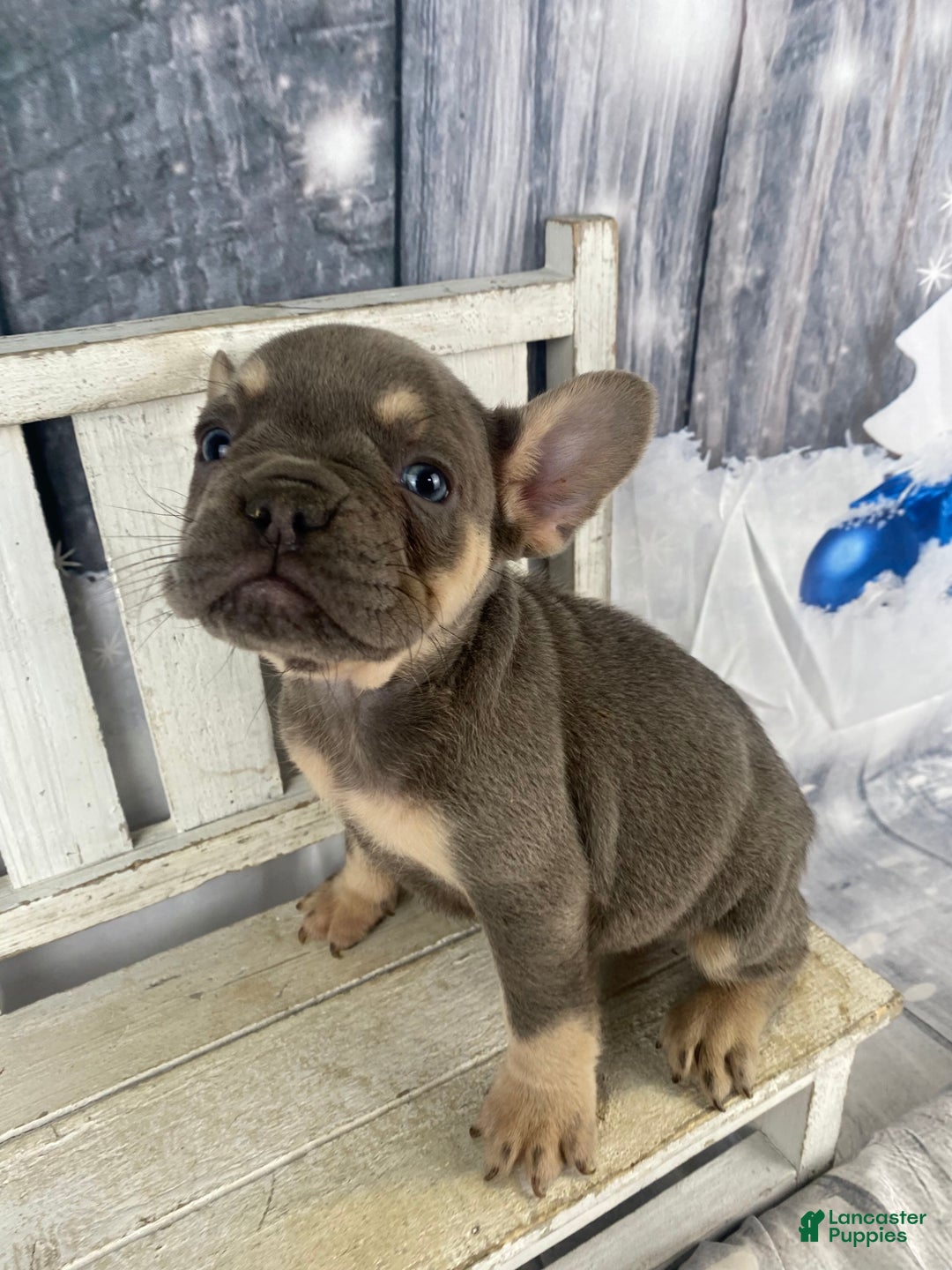 French Bulldog dogs for sale: Zoey - Ad 11
