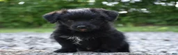 Bordoodle dogs for sale: Rex - Ad 8