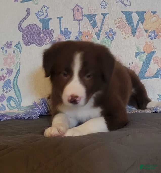 Border Collie dogs Border Collie 4 - Ad 1