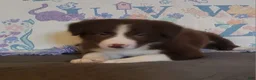 Border Collie dogs for sale: Border Collie 4 - Ad 1
