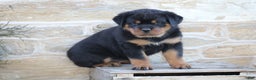 Rottweiler dogs for sale: Hope - Ad 4