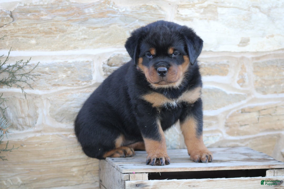 Rottweiler dogs for sale: Hope - Ad 4