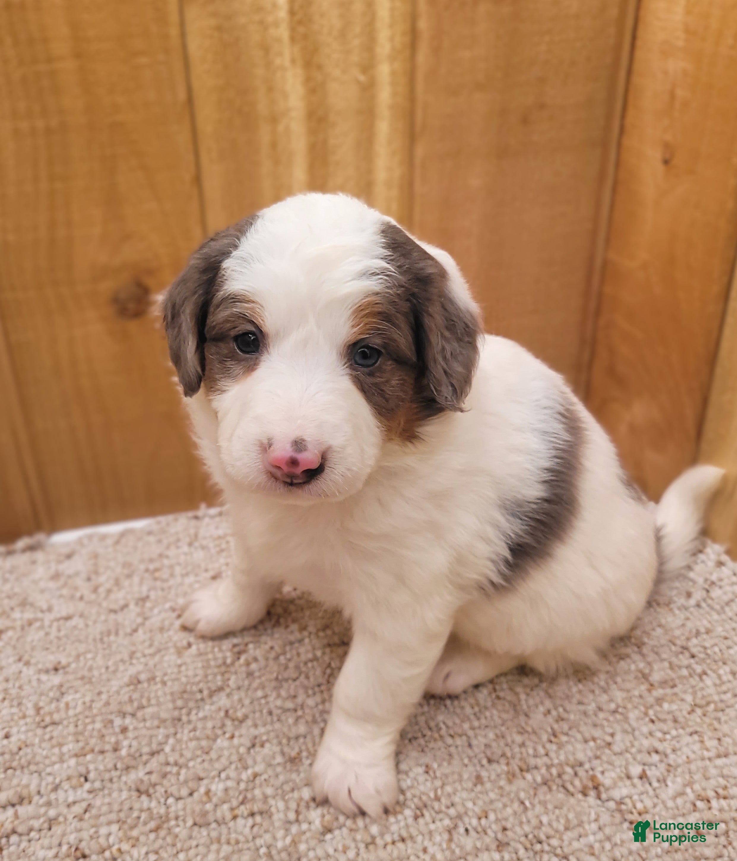 Mini Bernedoodle dogs Stella - Ad 1