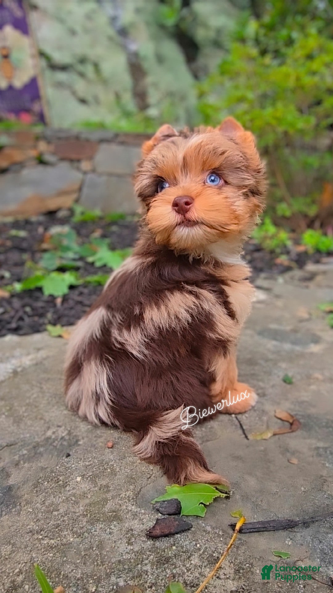 Yorkshire Terrier dogs Prince Zevs of Biewerlux  - Ad 30