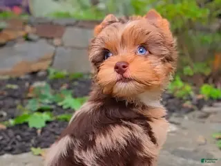 Yorkshire Terrier dogs Prince Zevs of Biewerlux - Ad 30