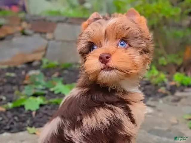 Yorkshire Terrier dogs Prince Zevs of Biewerlux - Ad 20