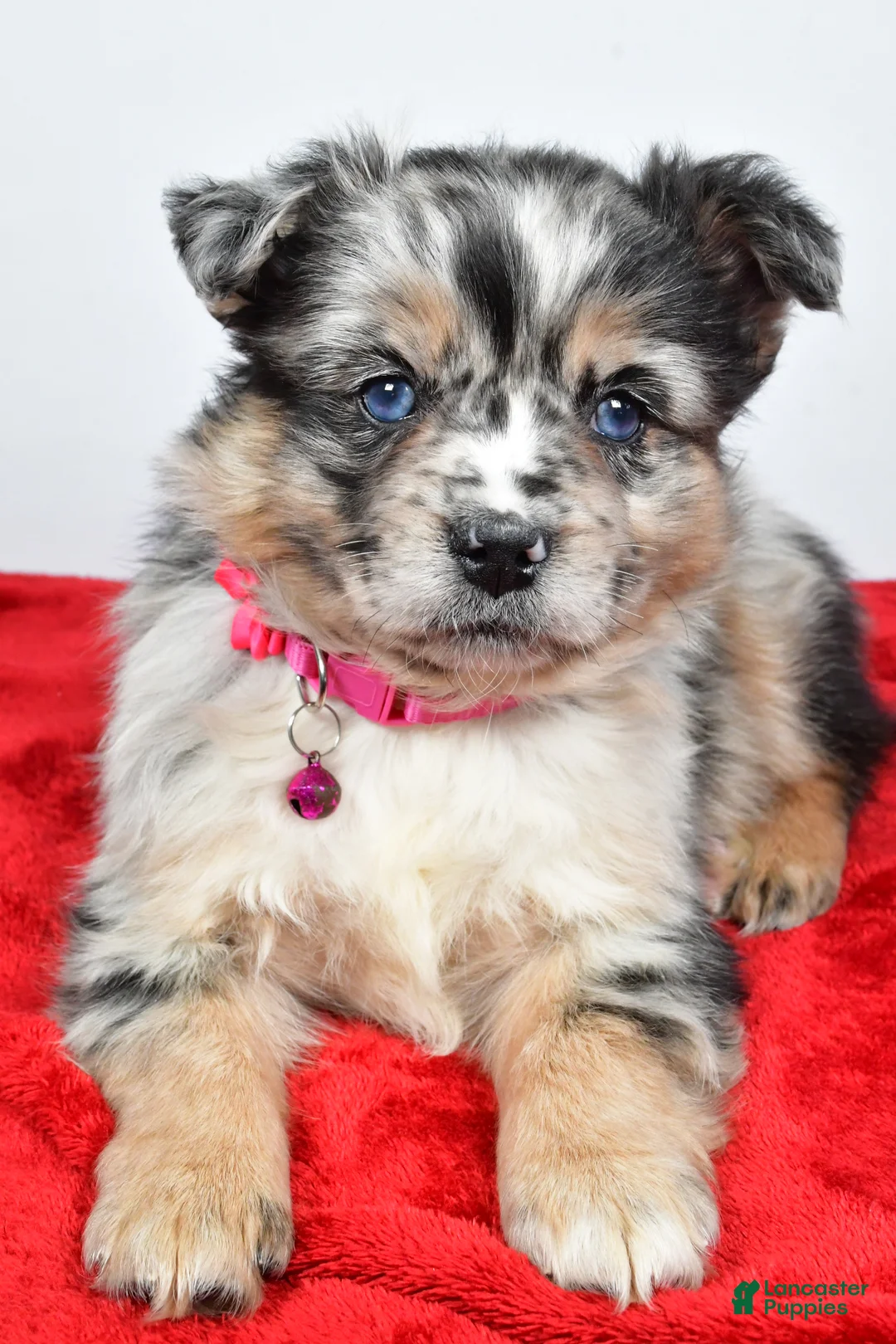 Mixed Breed dogs for sale: Coco - Ad 3