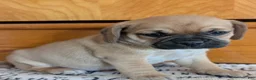 Puggle dogs for sale: Kevin  - Ad 3