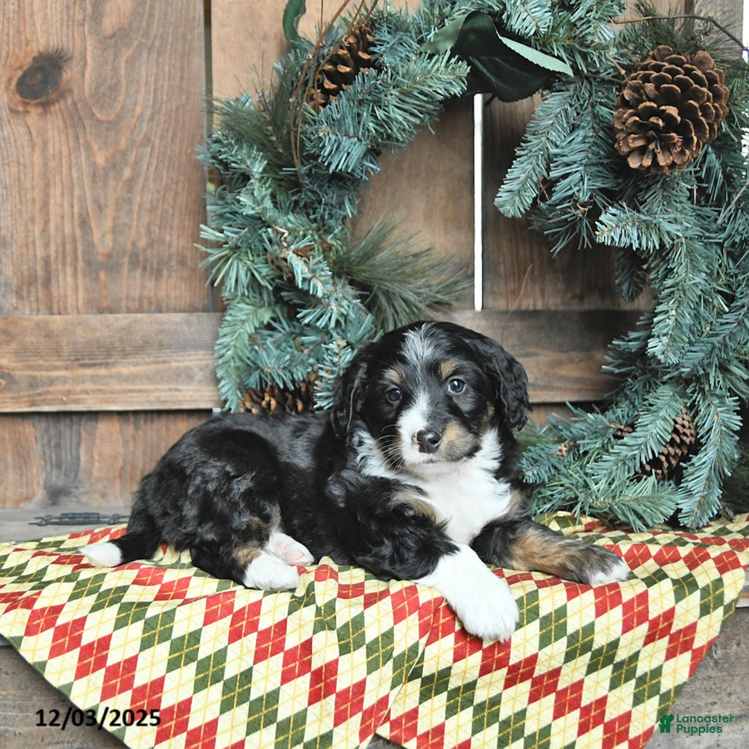 Mini Bernedoodle dogs for sale: Ollie - Ad 3