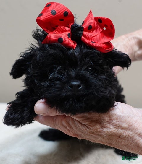 Maltipoo dogs TEACUP 1.3 lbs - Ad 5