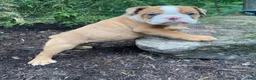 English Bulldog dogs for sale: Harley - Ad 10