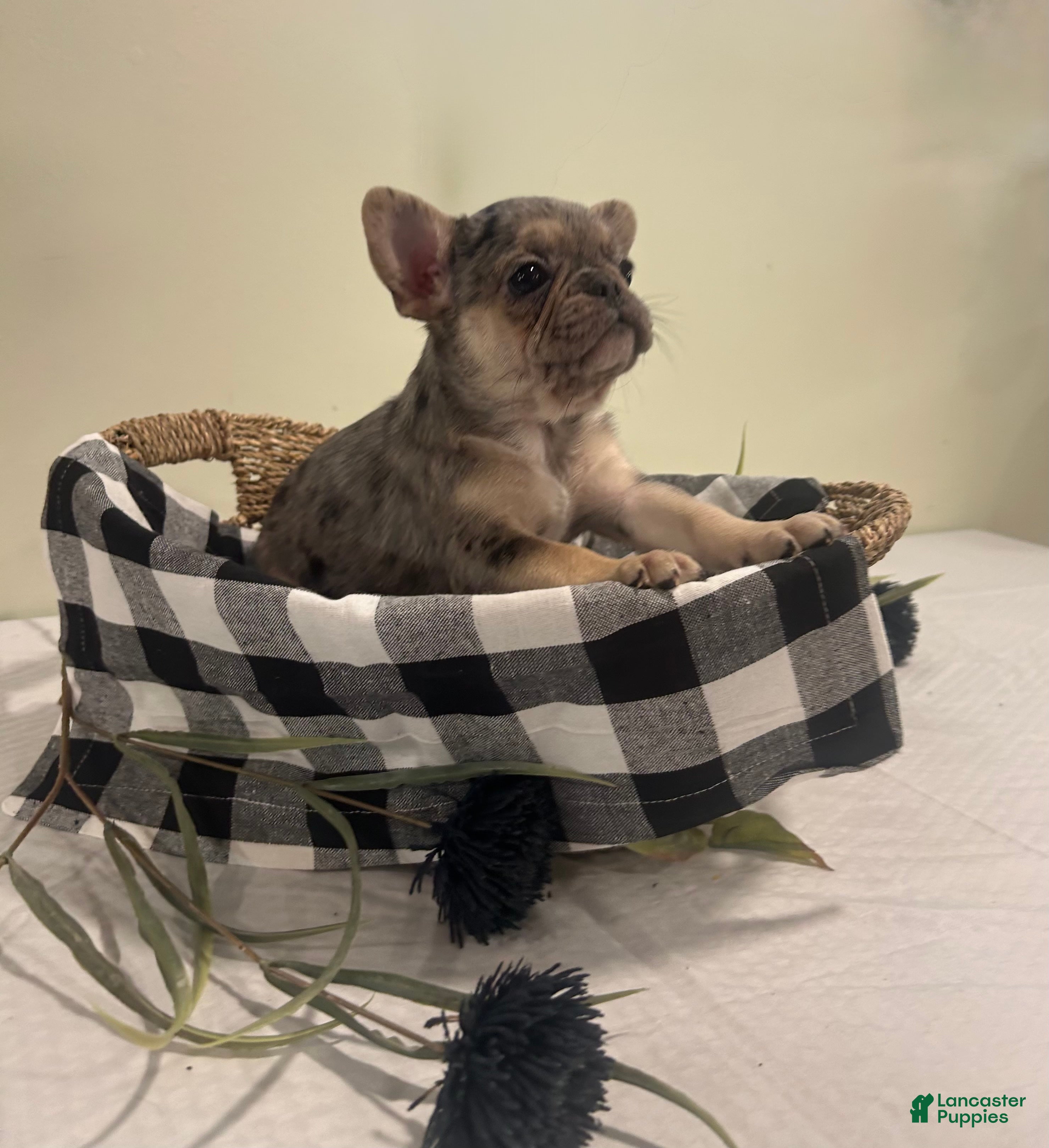 Frug dogs Stella - Ad 1