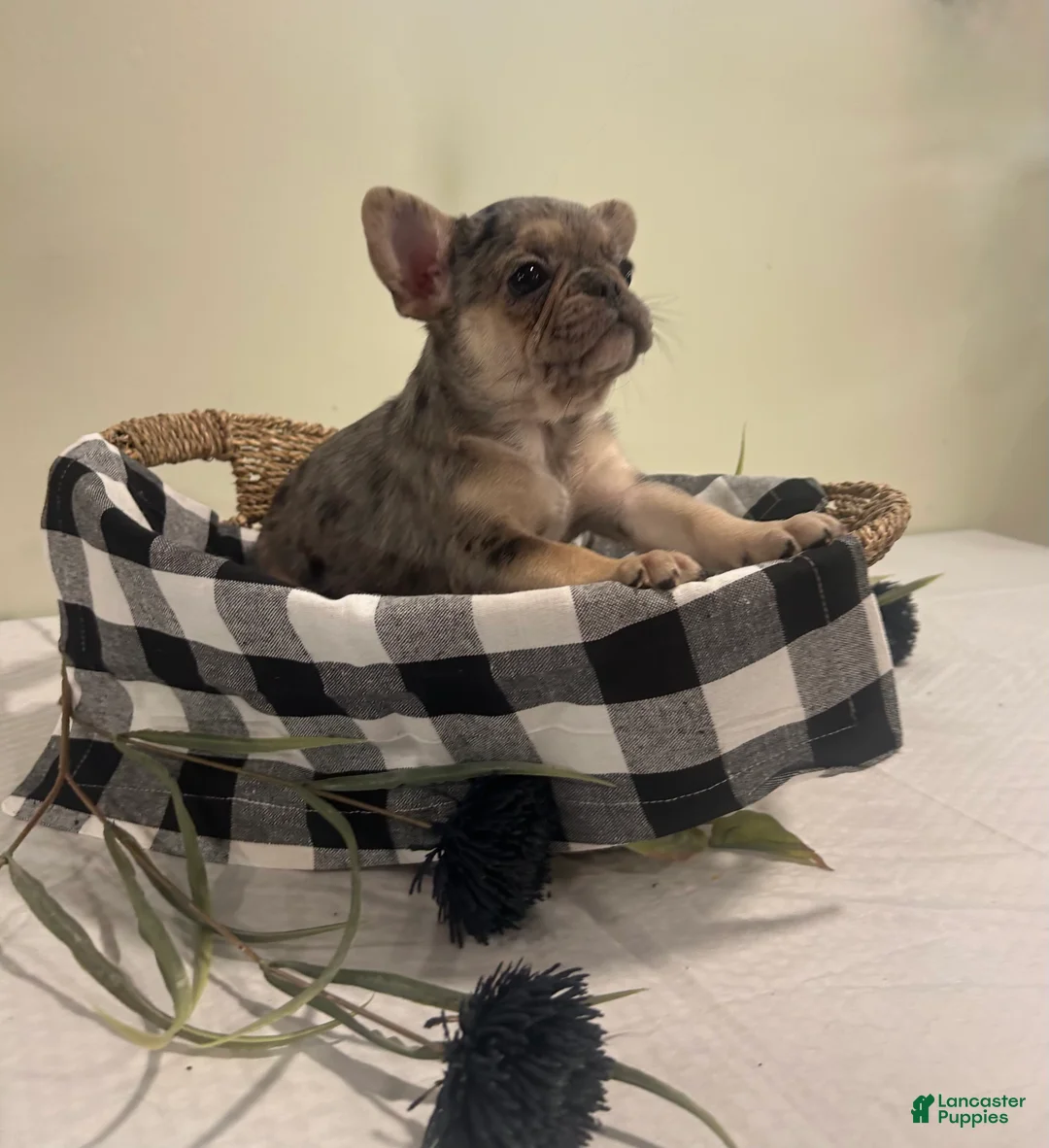 Frug dogs for sale: Stella - Ad 1