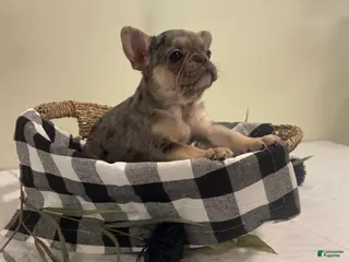 Frug dogs for sale: Stella - Ad 4