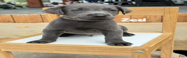 Zed - Charcoal Male