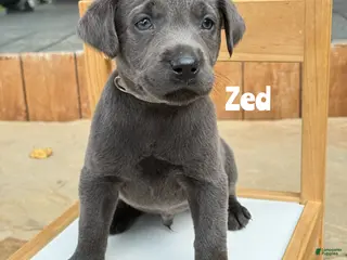 Labrador Retriever dogs Zed - Charcoal Male - Ad 18