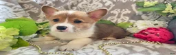 Welsh Corgi Pembroke dogs for sale: Mason - Ad 9