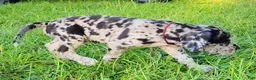 Great Dane dogs for sale: Merle Male  - Ad 7