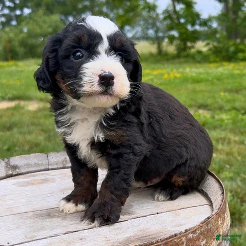 Mini Bernedoodle dogs Ravioli - Ad 23