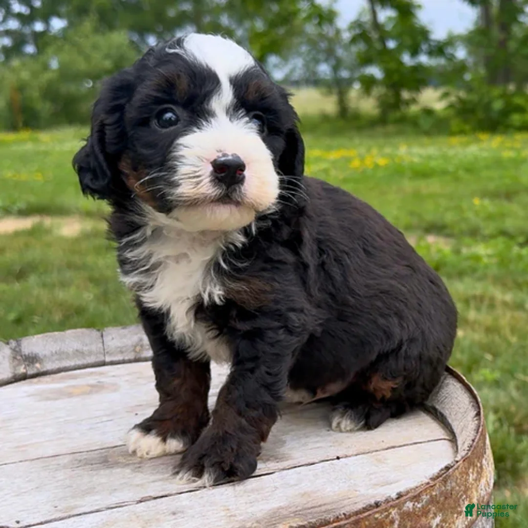Mini Bernedoodle dogs for sale: Ravioli - Ad 1