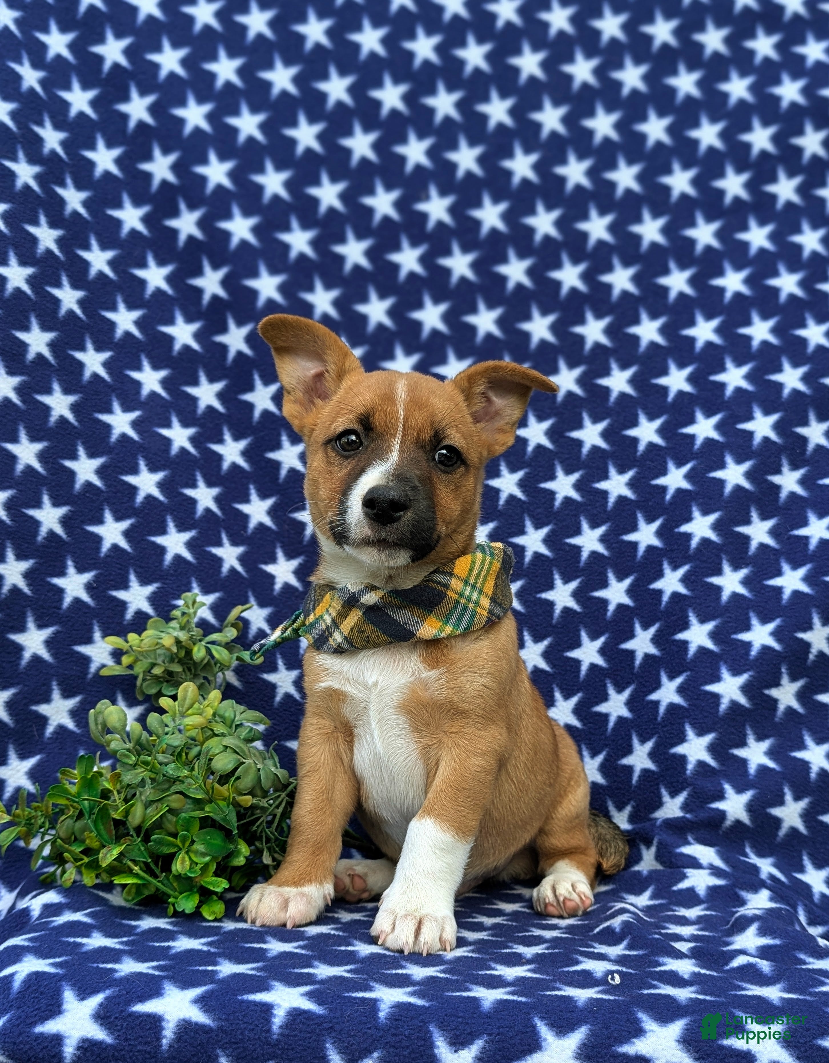 Mixed Breed dogs Derek - Ad 1