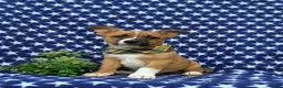 Mixed Breed dogs for sale: Derek - Ad 1