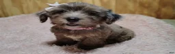 Yorkshire Terrier dogs for sale: Yorkshire Terrier 2 - Ad 2