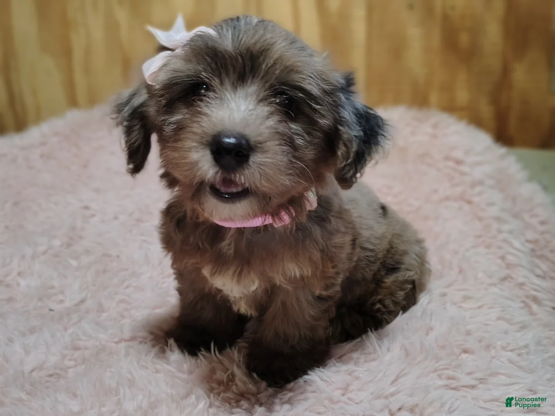 Yorkshire Terrier dogs for sale: Yorkshire Terrier 2 - Ad 2