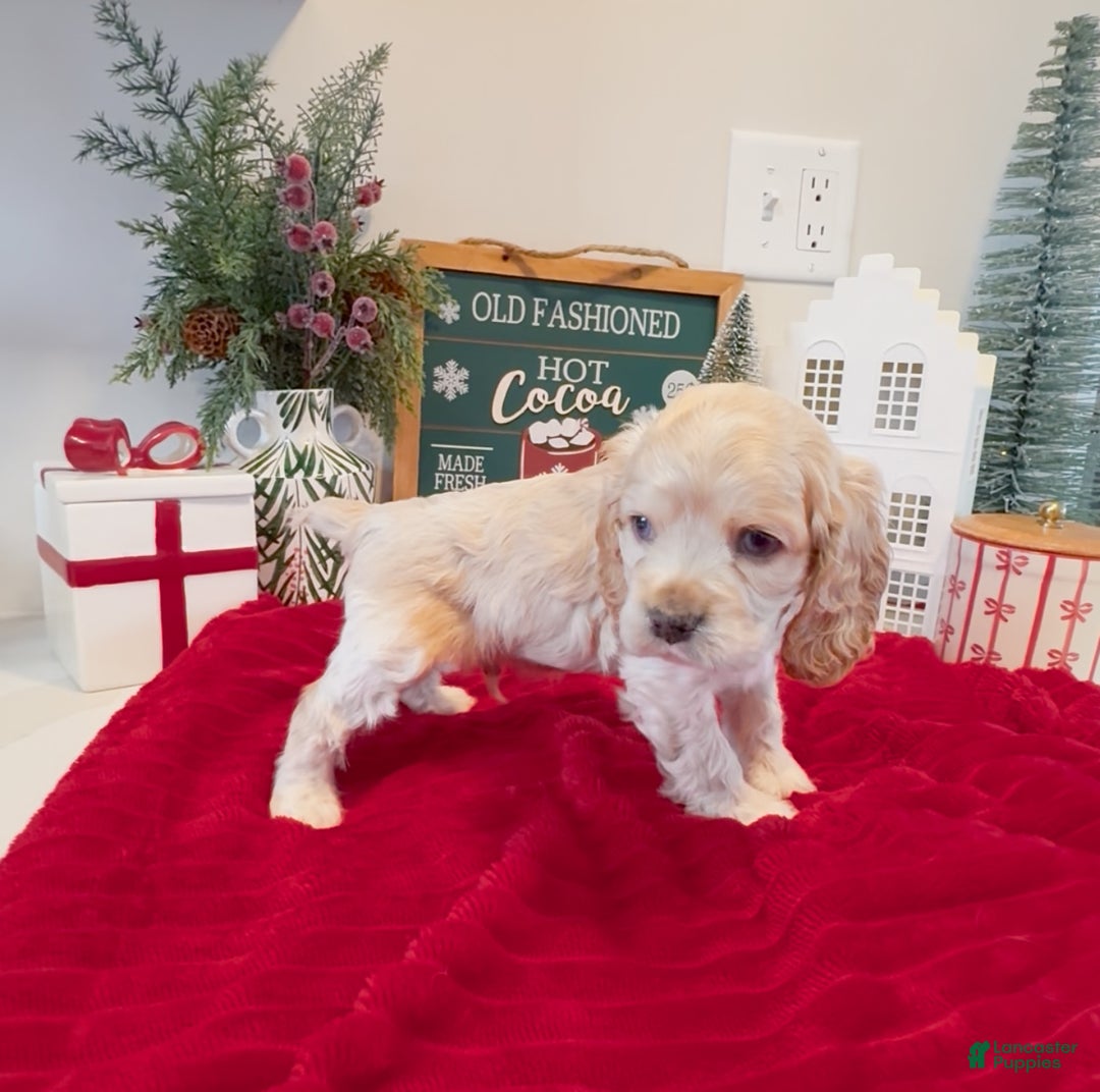 Cocker Spaniel dogs for sale: Teddy - Ad 6