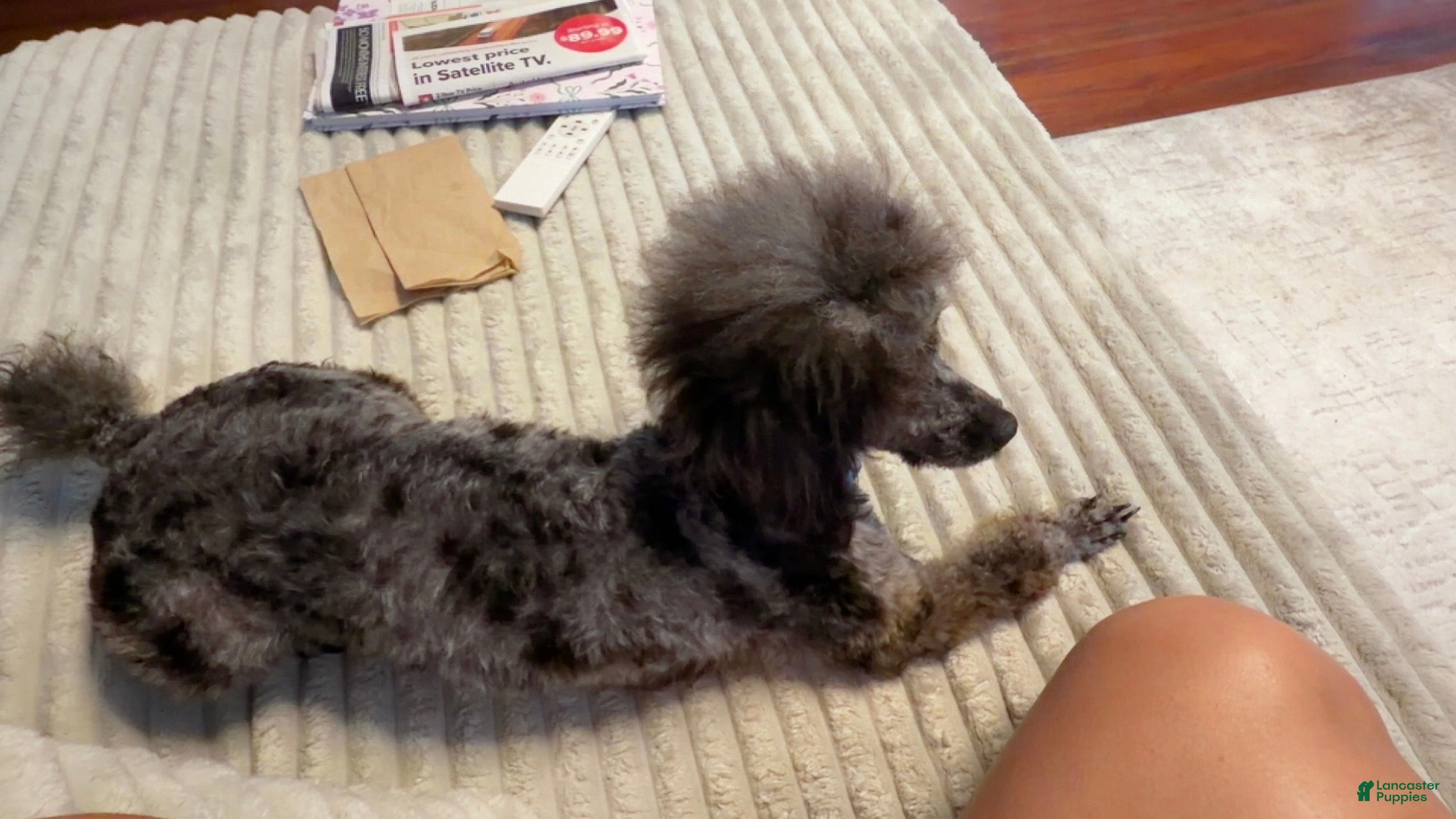 Toy Poodle dogs Toy Poodle Puppy 2 - Ad 32