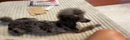 Toy Poodle dogs for sale: Toy Poodle Puppy 2 - Ad 1