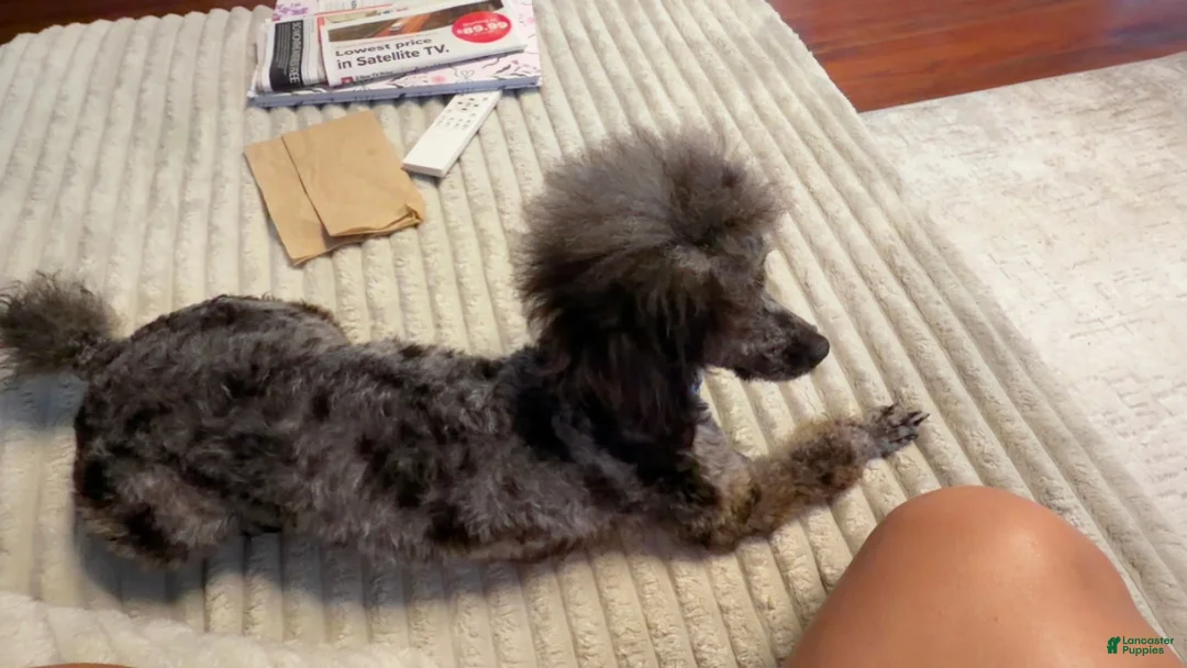 Toy Poodle dogs for sale: Toy Poodle Puppy 2 - Ad 1