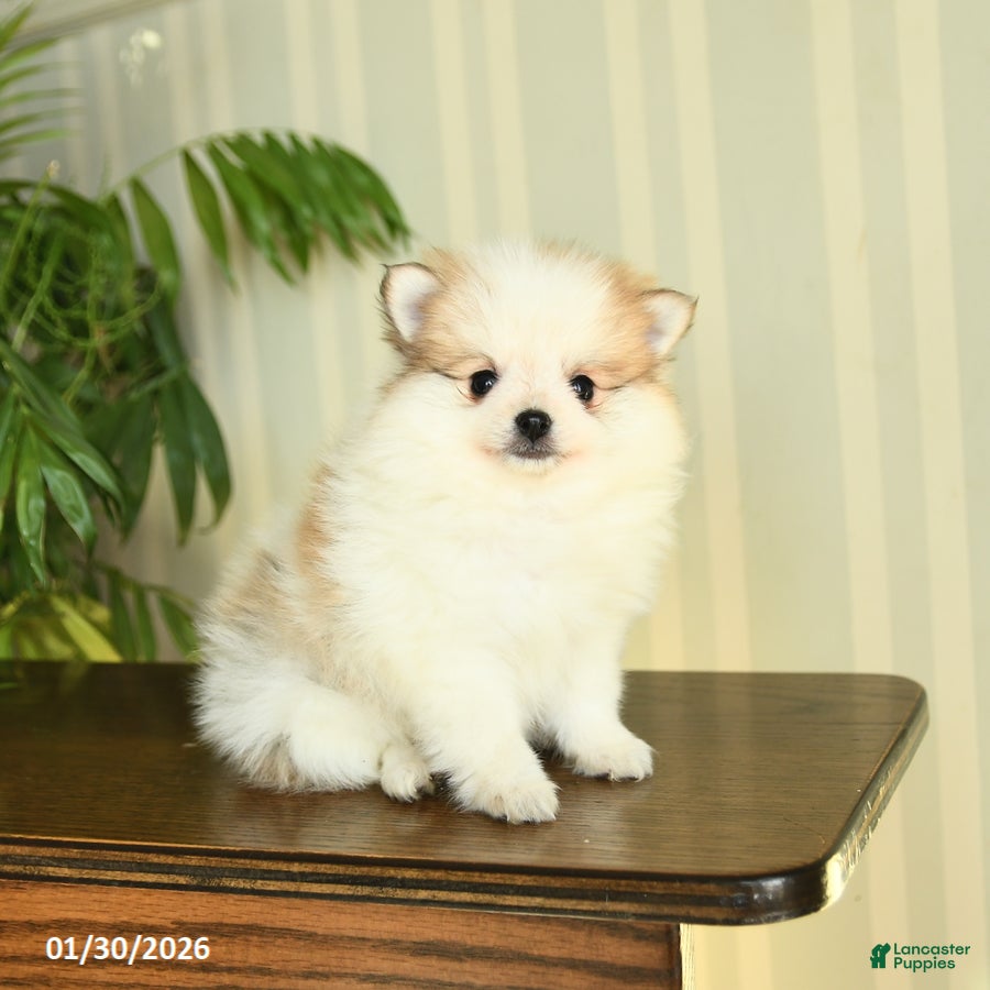 Pomeranian dogs Cassie   - Ad 24