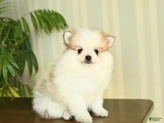 Pomeranian dogs Cassie - Ad 24
