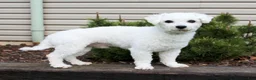 Bichon Frise dogs for sale: Elayna - Ad 7