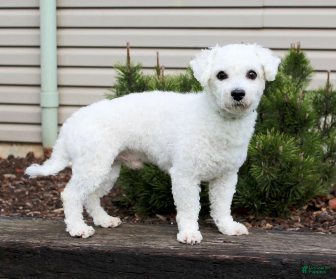 Bichon Frise dogs for sale: Elayna - Ad 7