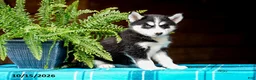 Pomsky dogs for sale: Taffy - Ad 7