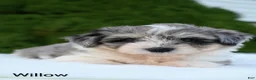 Miniature Australian Shepherd dogs for sale: Willow - Ad 5