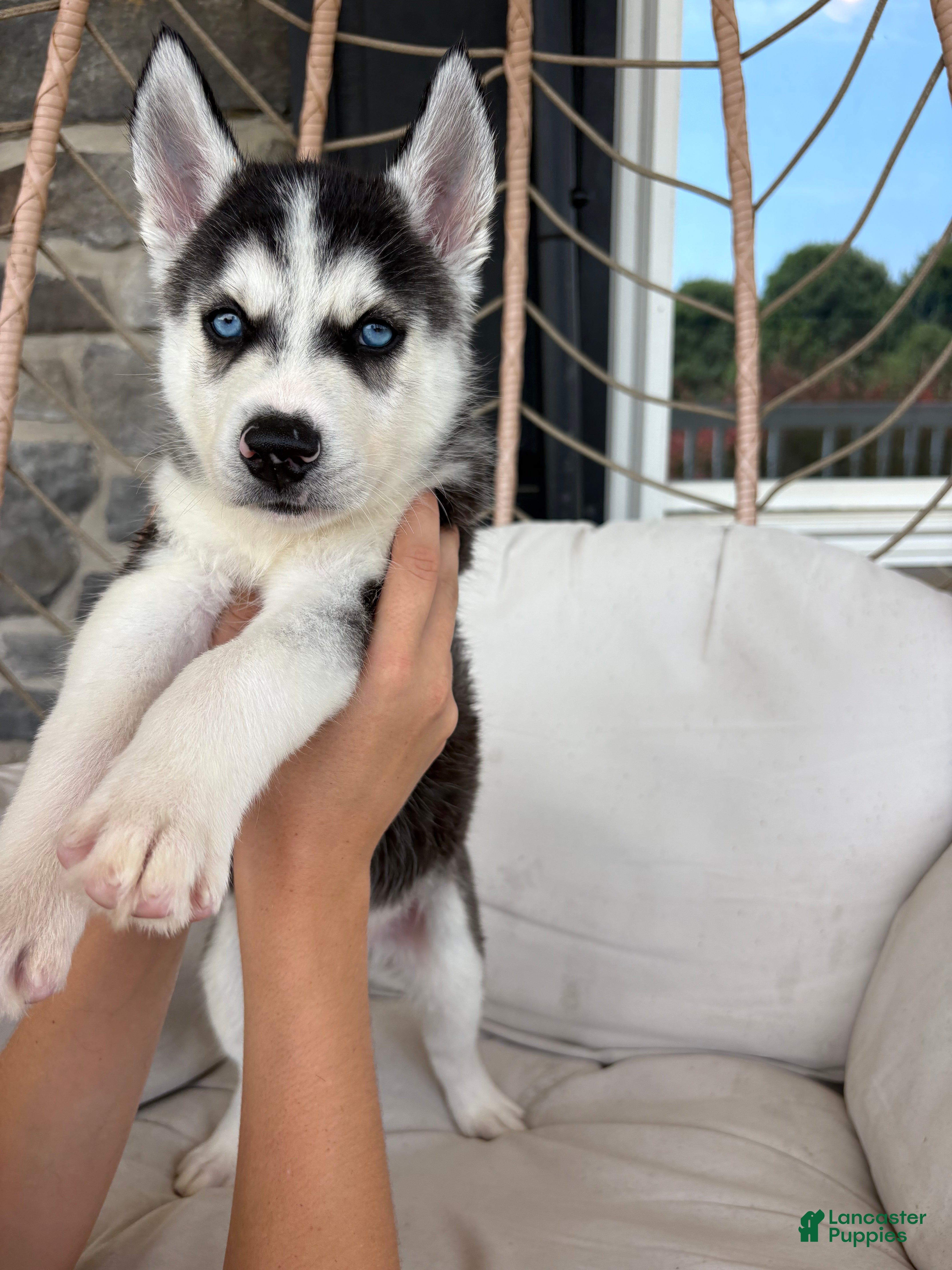 Siberian Husky dogs Siberian Husky 3 - Ad 2