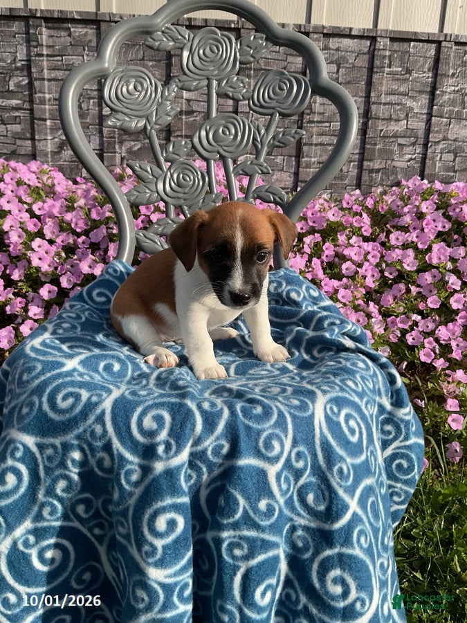 Jack Russell Terrier dogs Daisy - Ad 1