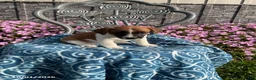 Jack Russell Terrier dogs for sale: Daisy - Ad 1