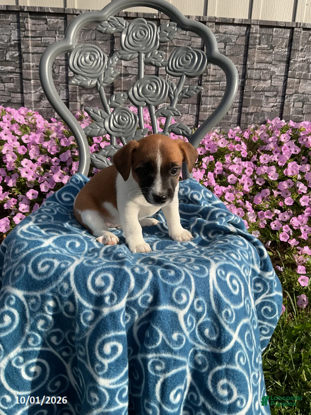 Jack Russell Terrier dogs for sale: Daisy - Ad 1