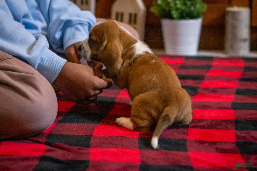 Basset Hound dogs for sale: Winston  - Ad 2