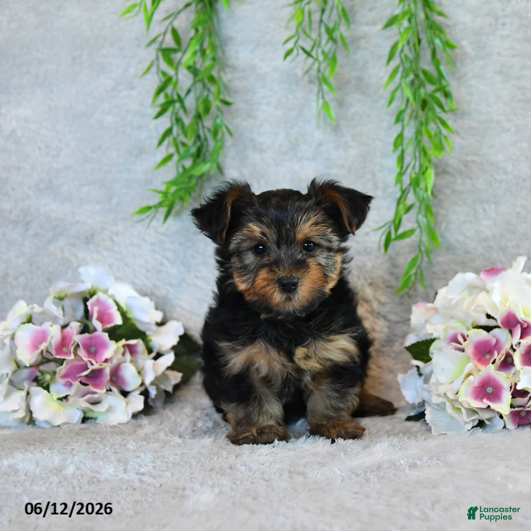 Yorkshire Terrier dogs for sale: Carolyn - Ad 5