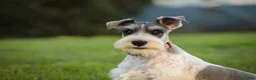 Miniature Schnauzer dogs for sale: Quinn Miniature Schnauzer (crate and leash Trained) - Ad 6