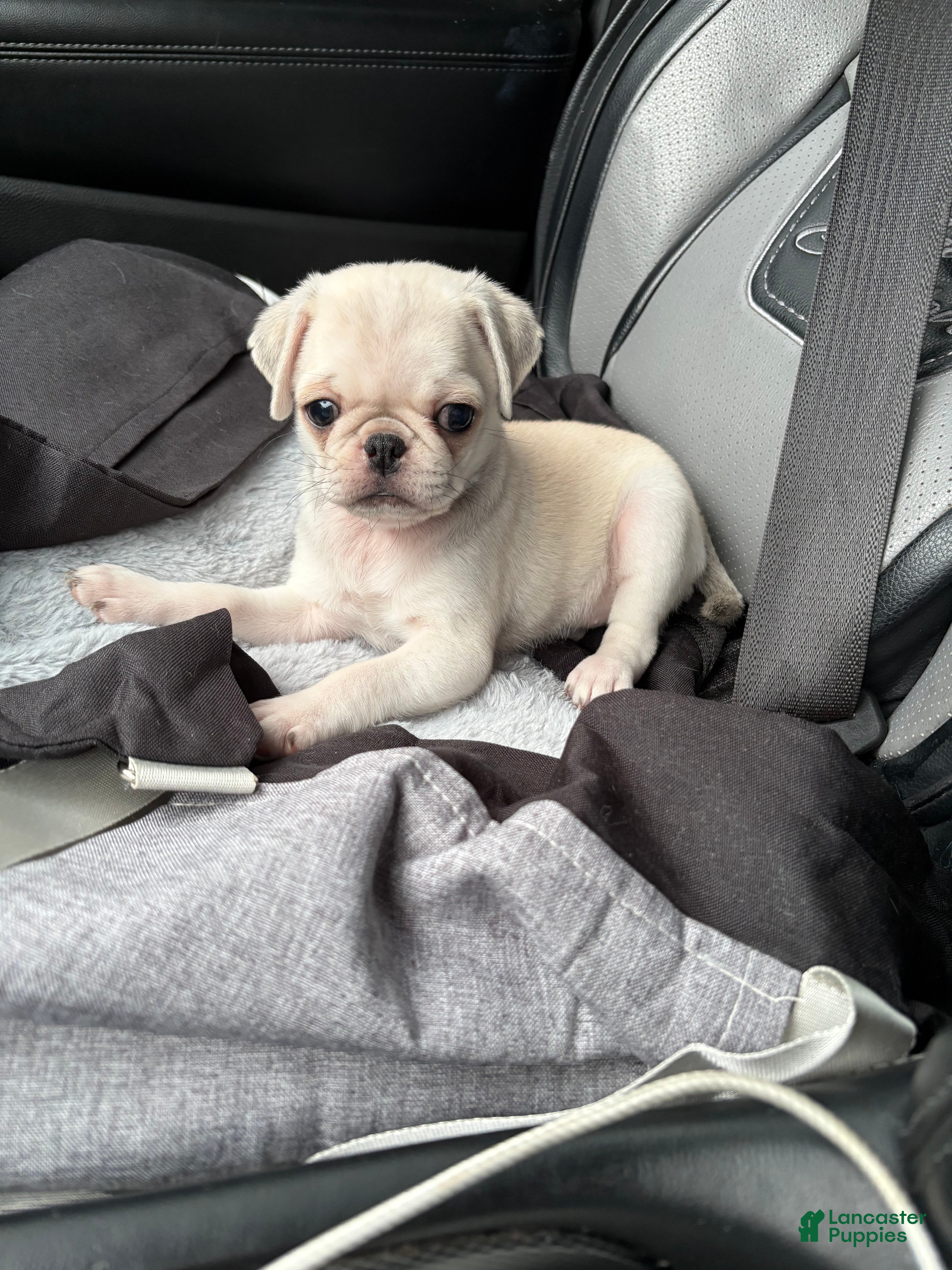 Pug dogs Pugsywugsy - Ad 39